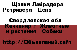 Щенки Лабрадора Ретривера › Цена ­ 18 500 - Свердловская обл., Качканар г. Животные и растения » Собаки   
